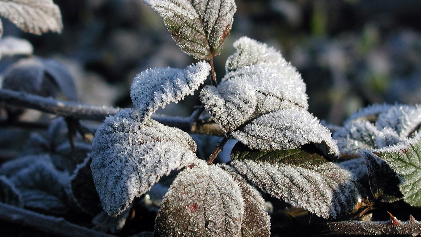 冰雪植物 壁纸专辑(二)16 - 1366x768