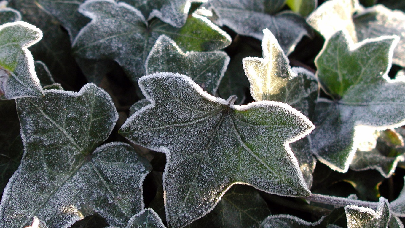 冰雪植物 壁纸专辑(二)17 - 1366x768