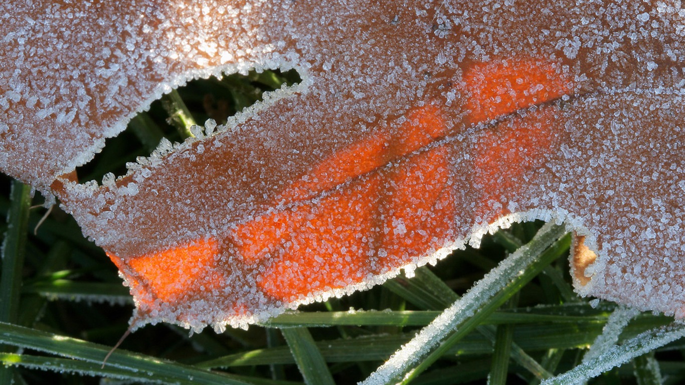 冰雪植物 壁紙專輯(二) #18 - 1366x768