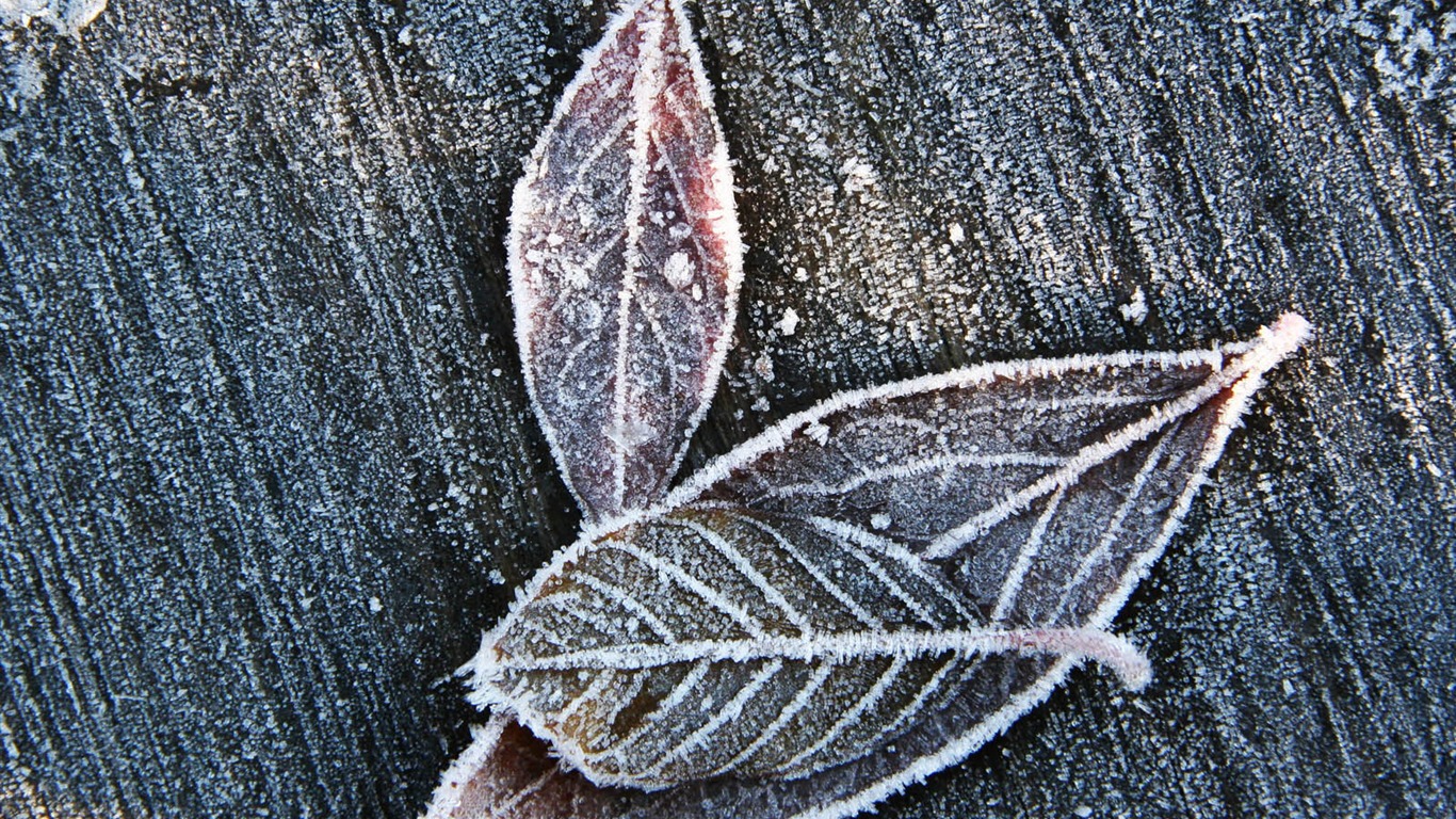 冰雪植物 壁紙專輯(二) #19 - 1366x768