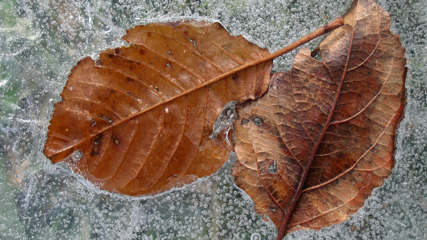 冰雪植物 壁纸专辑(二)20 - 1366x768