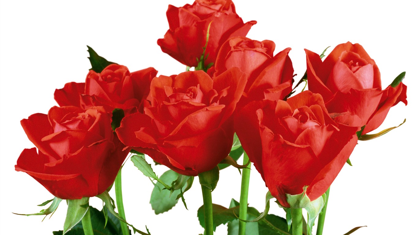 Rose Photo Wallpaper (3) #1 - 1366x768