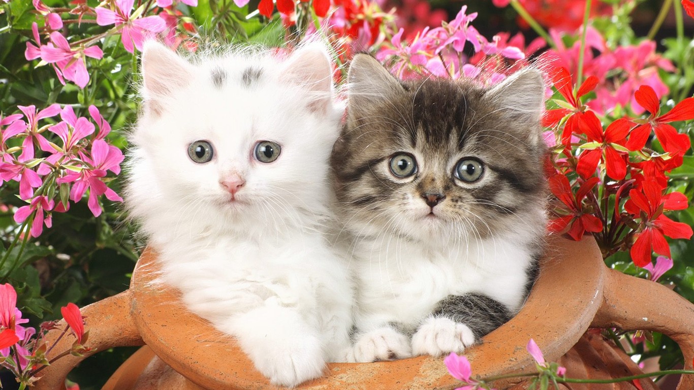 動物壁紙合集(16) #4 - 1366x768
