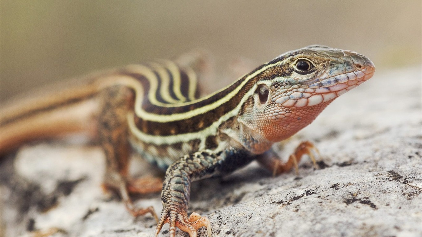 Animal Wallpaper Collection (17) #18 - 1366x768