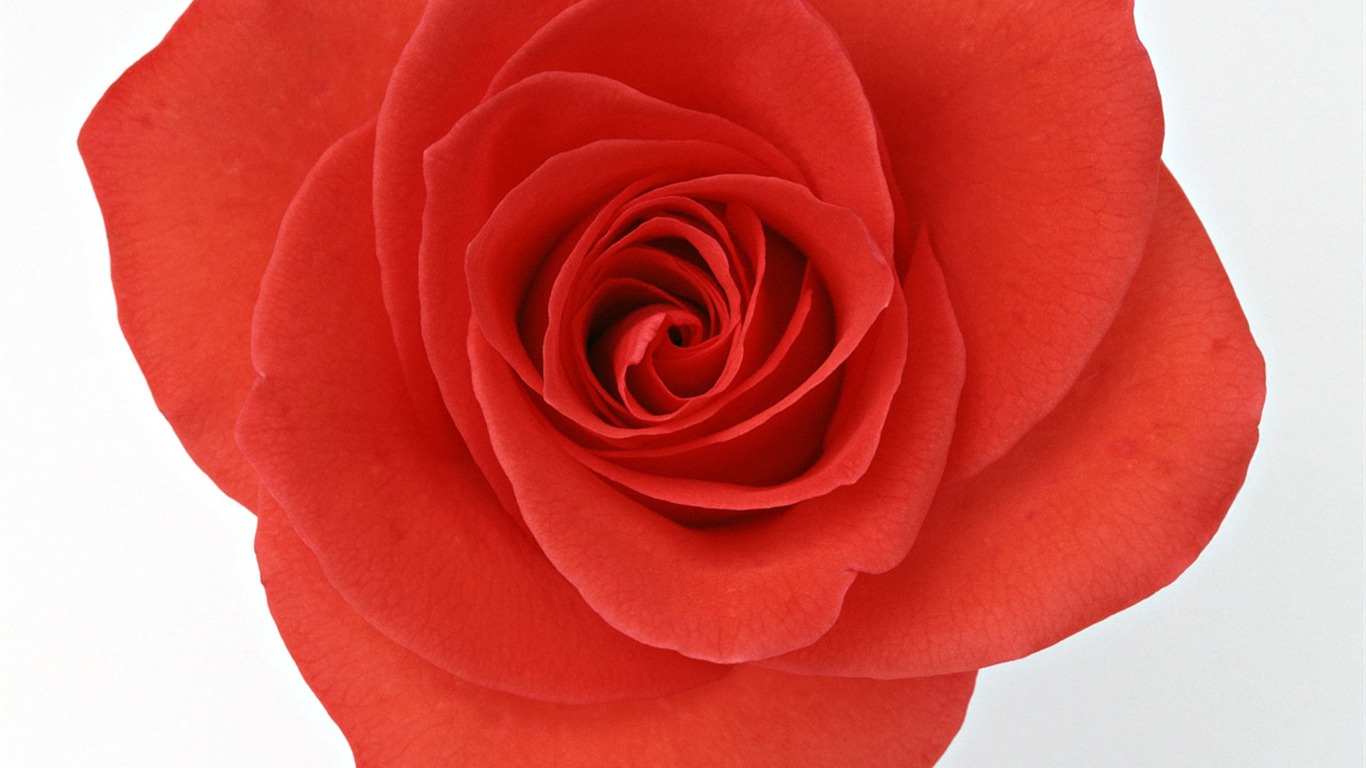 Rose Foto tapety (4) #2 - 1366x768
