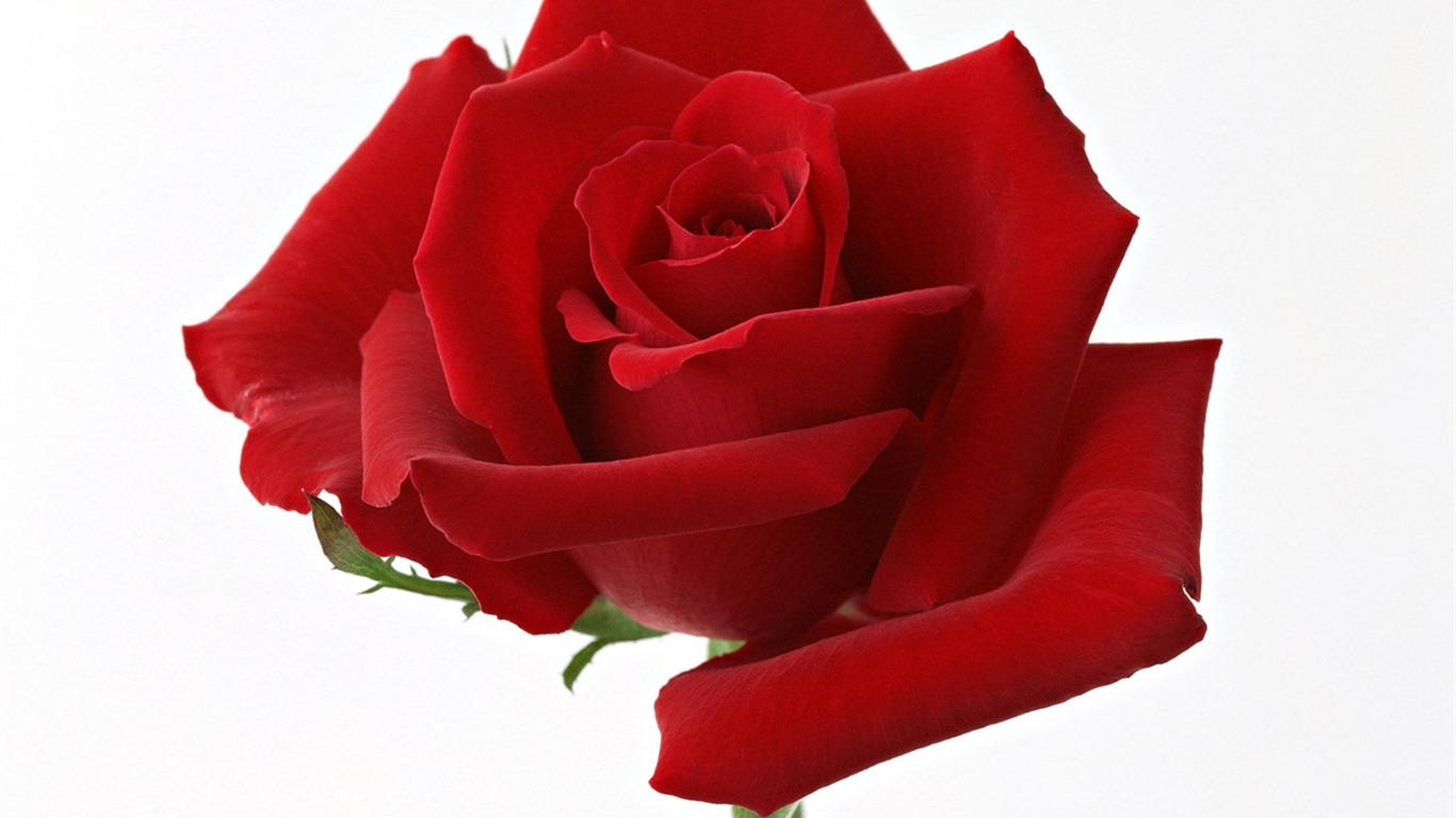 Rose Photo Wallpaper (4) #3 - 1366x768