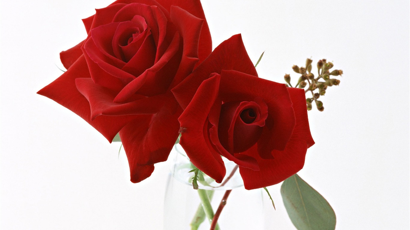 Rose Photo Wallpaper (4) #4 - 1366x768