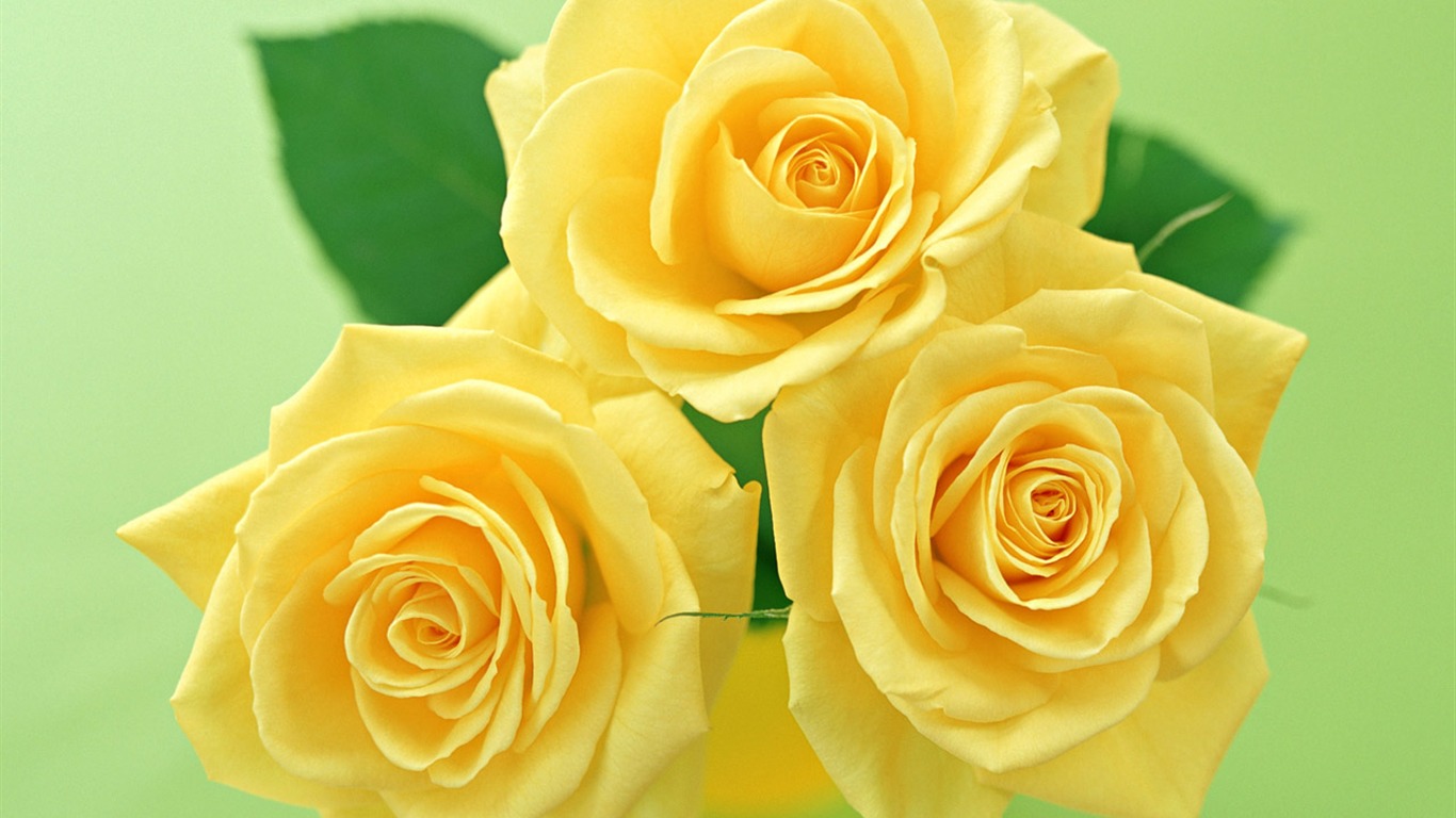 Rose Photo Wallpaper (4) #5 - 1366x768