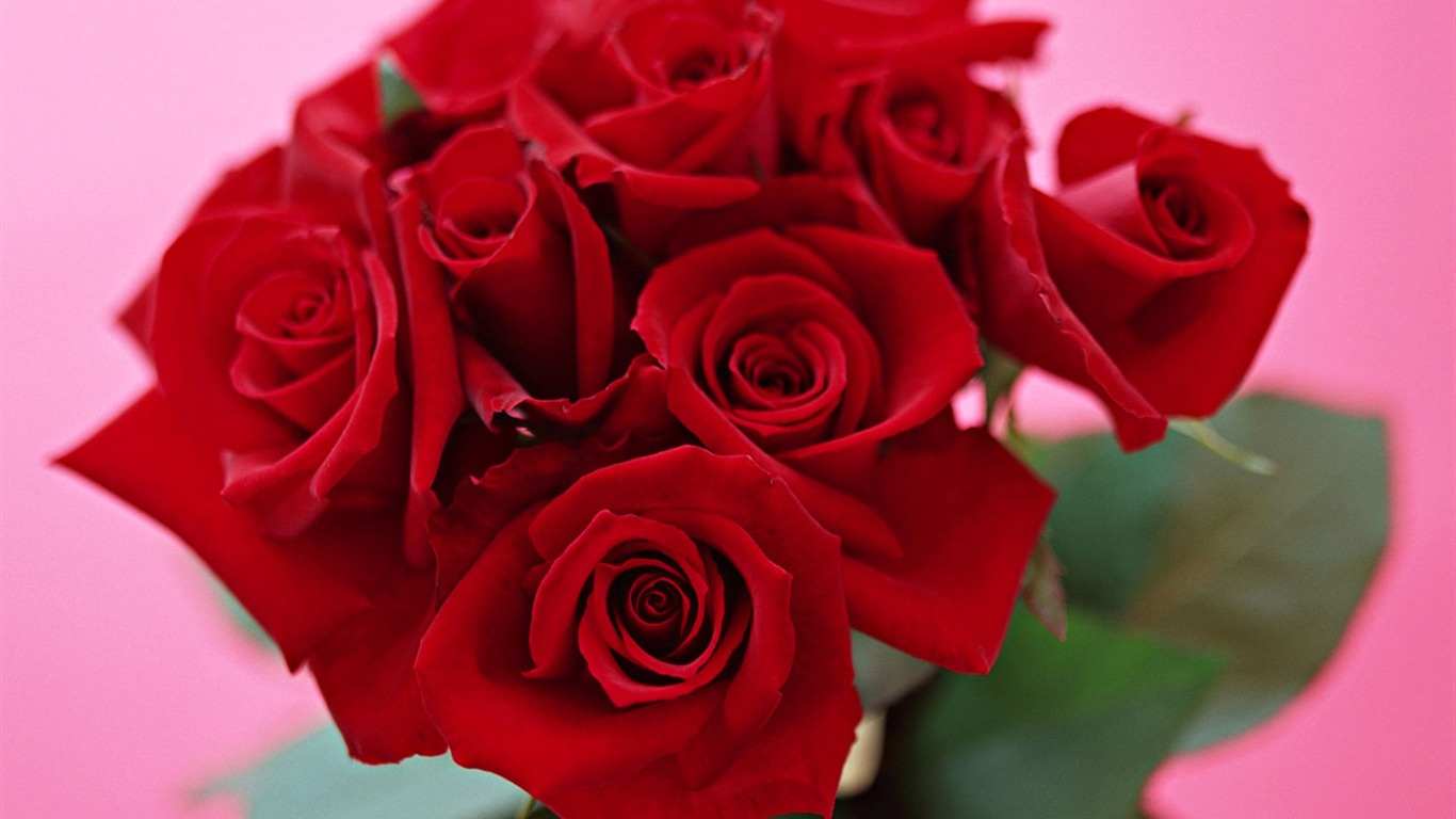 Rose Photo Wallpaper (4) #6 - 1366x768