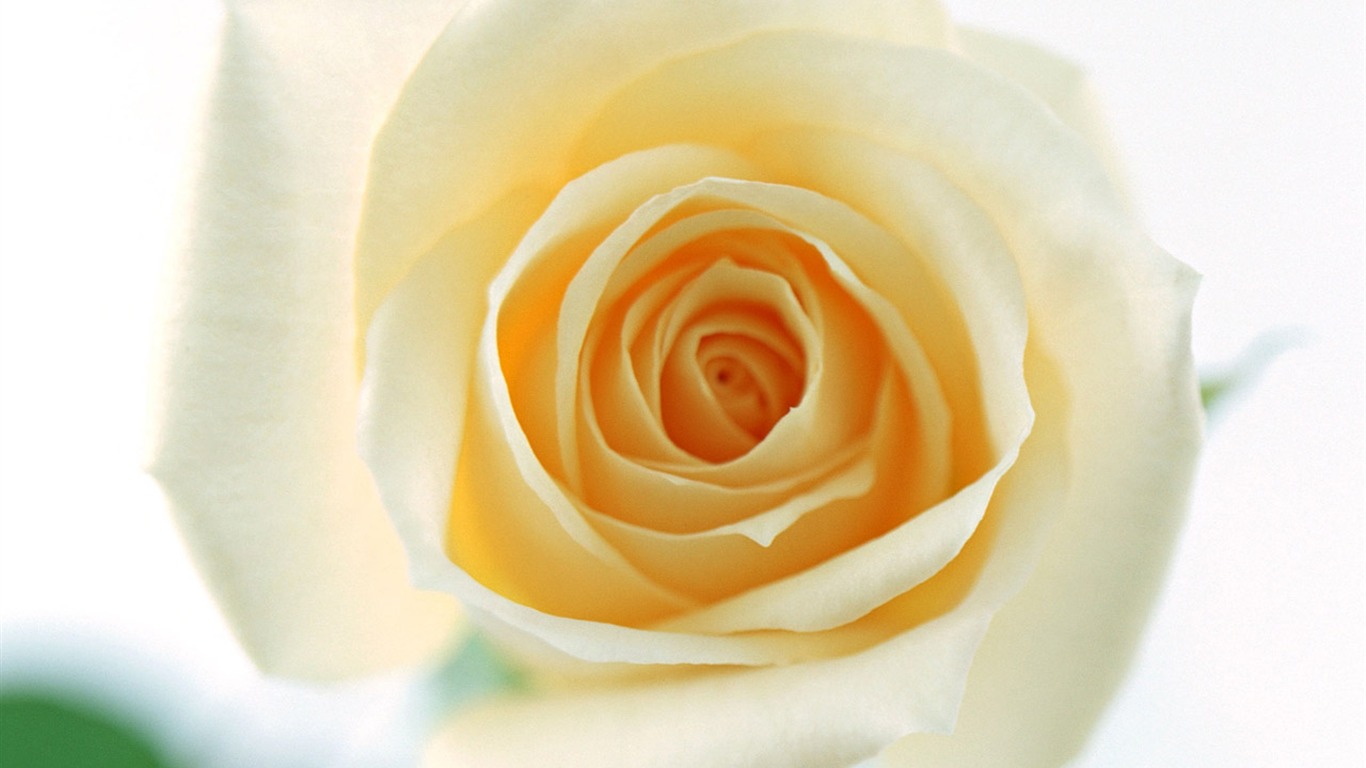 Rose Photo Wallpaper (4) #7 - 1366x768