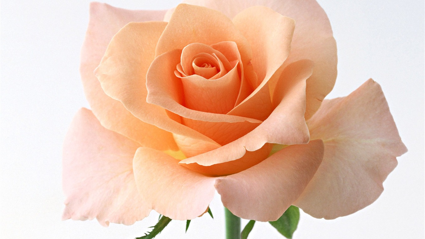 Rose Photo Wallpaper (4) #8 - 1366x768