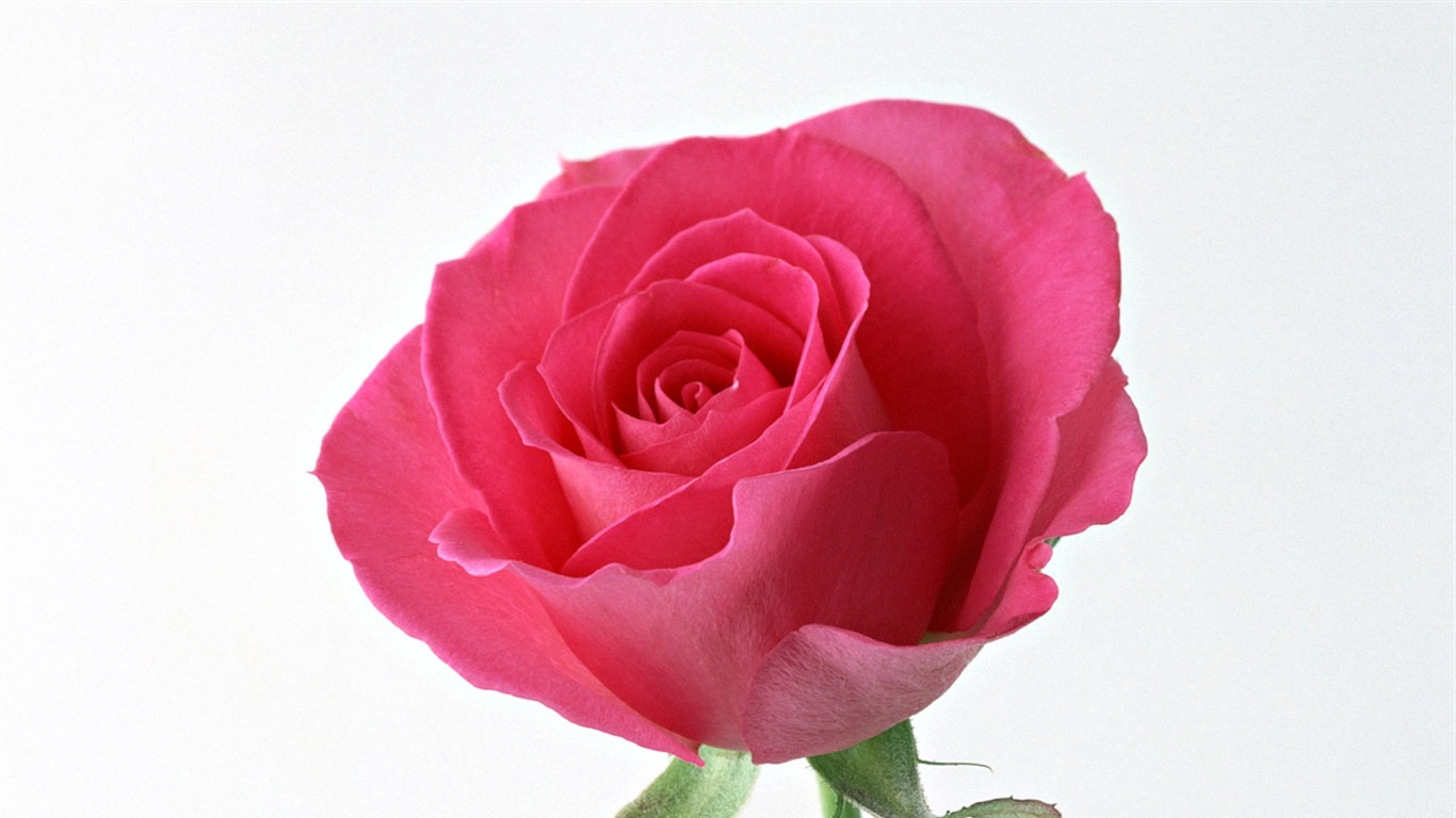 Rose Foto tapety (4) #10 - 1366x768