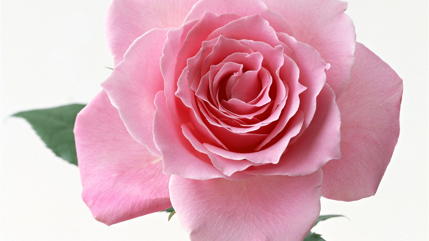 Rose Photo Wallpaper (4) #11 - 1366x768