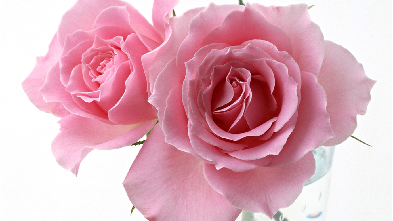 Rose Photo Wallpaper (4) #12 - 1366x768