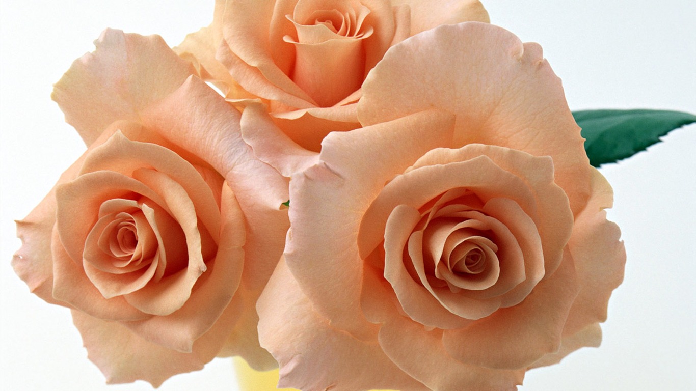 Rose Photo Wallpaper (4) #13 - 1366x768