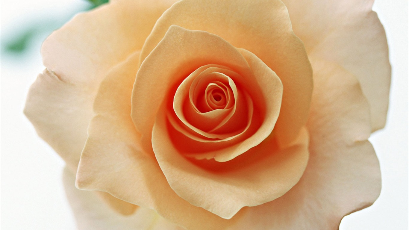 Rose Foto tapety (4) #14 - 1366x768