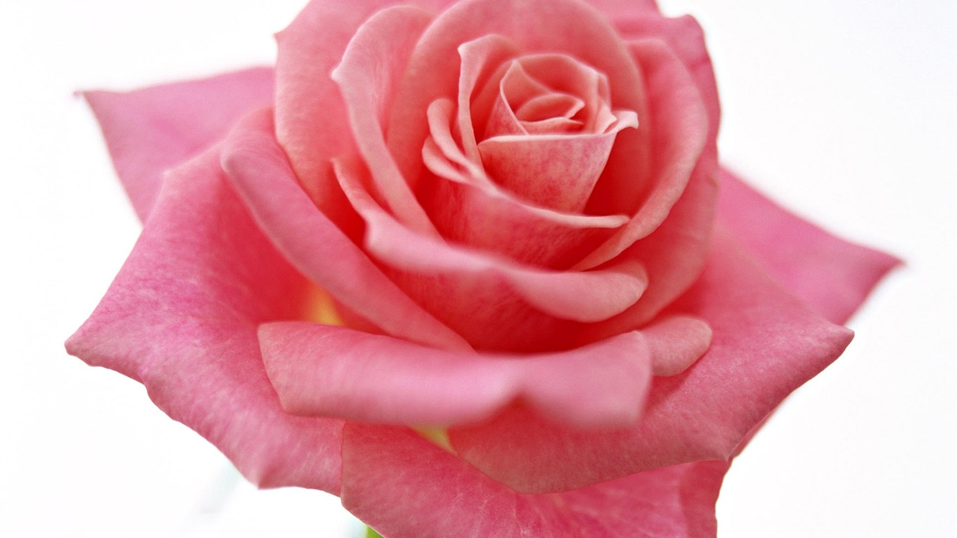 Rose Foto tapety (4) #15 - 1366x768