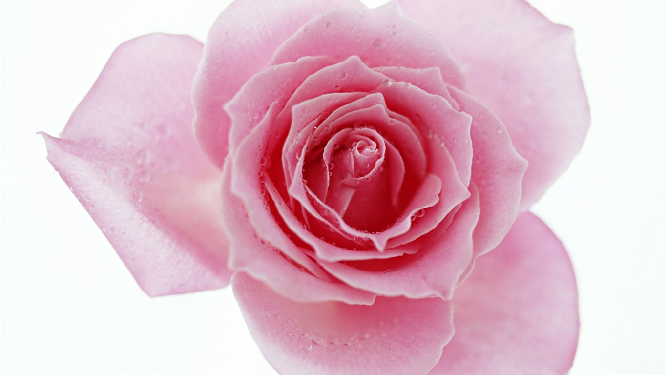 Rose Photo Wallpaper (4) #16 - 1366x768