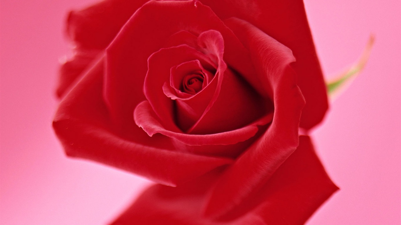 Rose Foto tapety (4) #20 - 1366x768