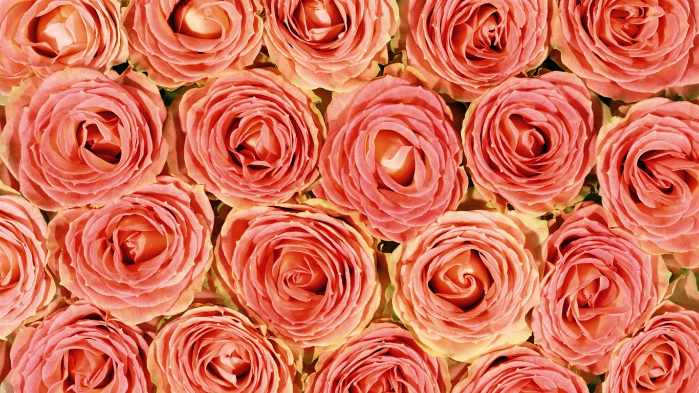 玫瑰写真 壁纸(五)14 - 1366x768