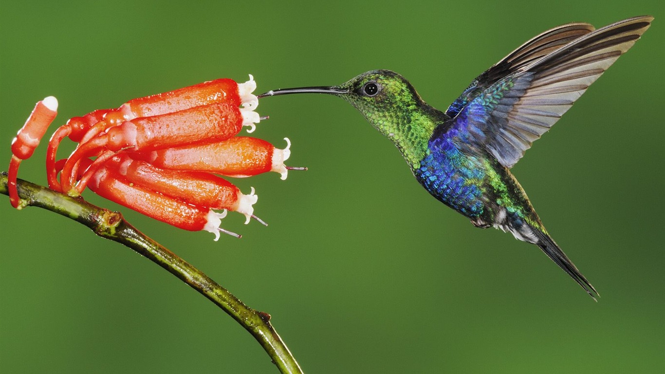 動物壁紙合集(18) #4 - 1366x768