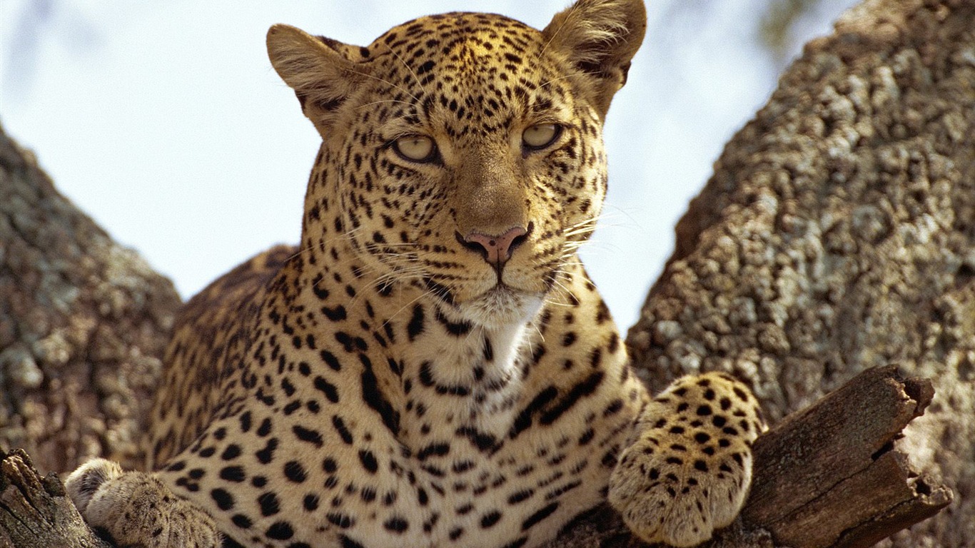 Animal Wallpaper Collection (18) #17 - 1366x768