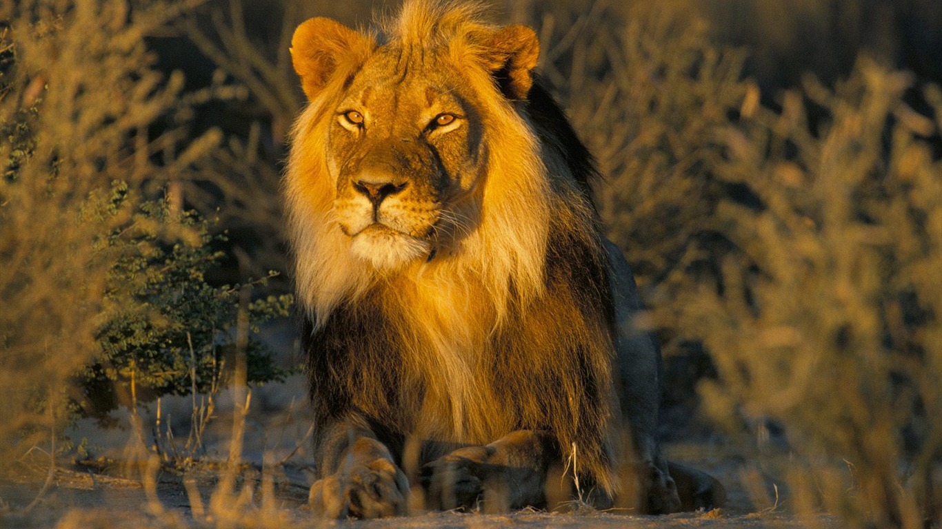 Animal Wallpaper Collection (19) #7 - 1366x768