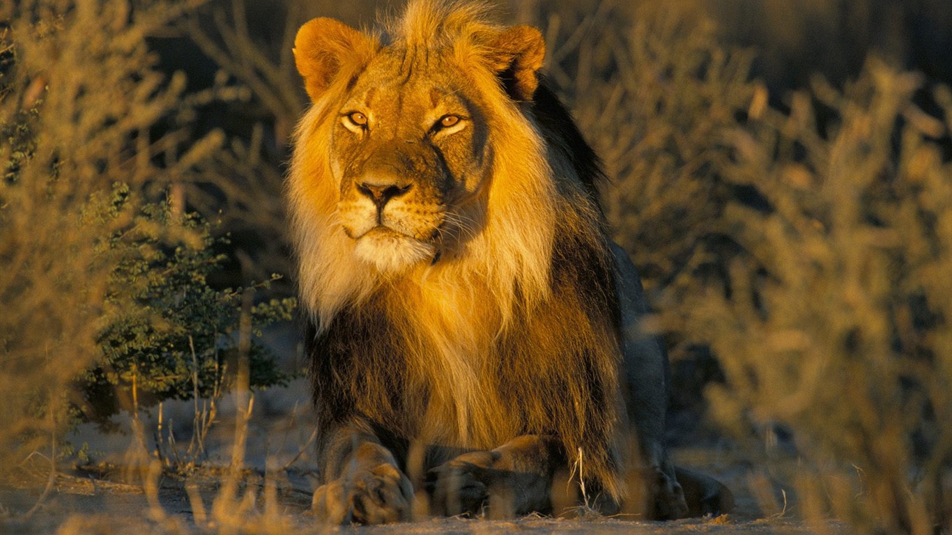 動物壁紙合集(19) #7 - 1366x768