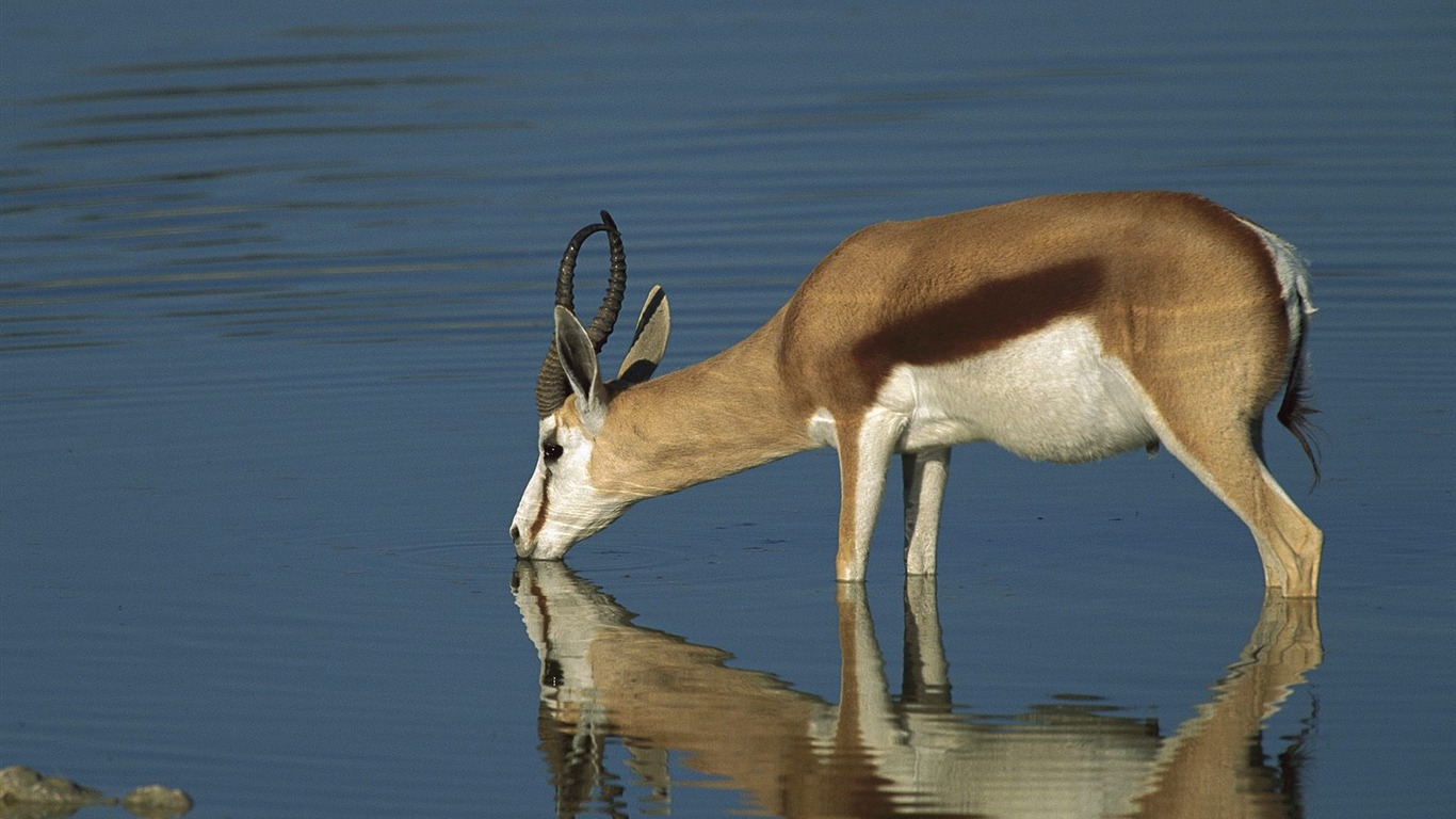 Animal Wallpaper Collection (19) #12 - 1366x768