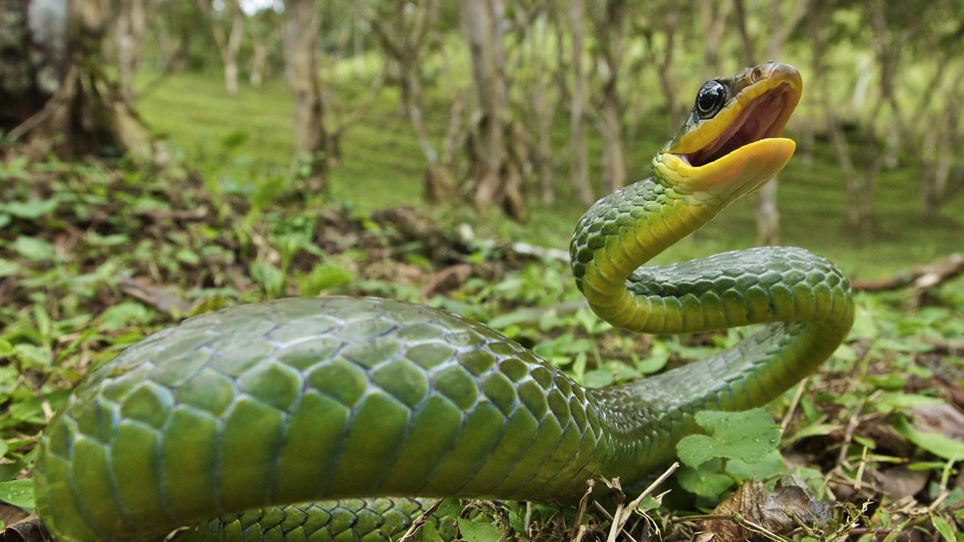 動物壁紙合集(19) #15 - 1366x768