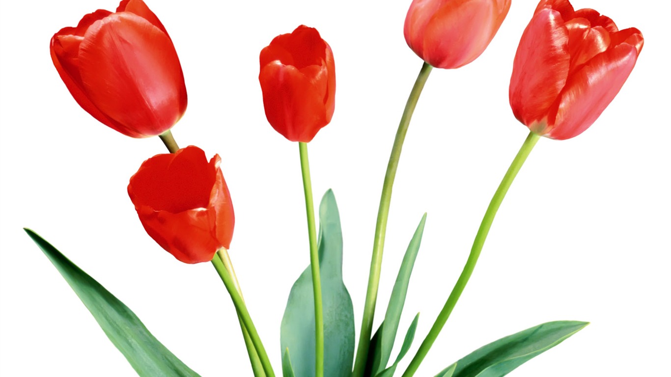 Tulip wallpaper album (1) #1 - 1366x768