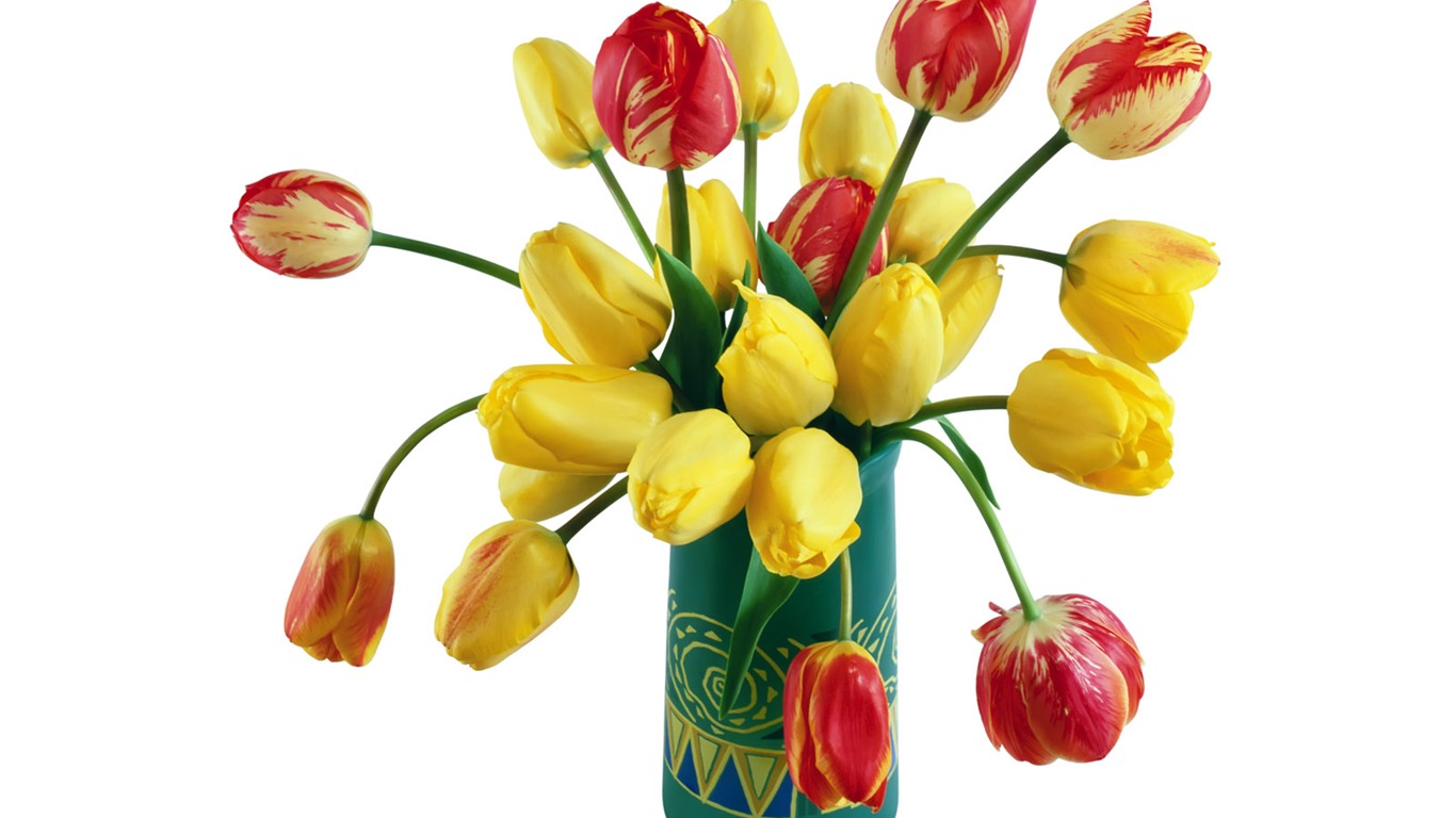Tulip tapety album (1) #3 - 1366x768