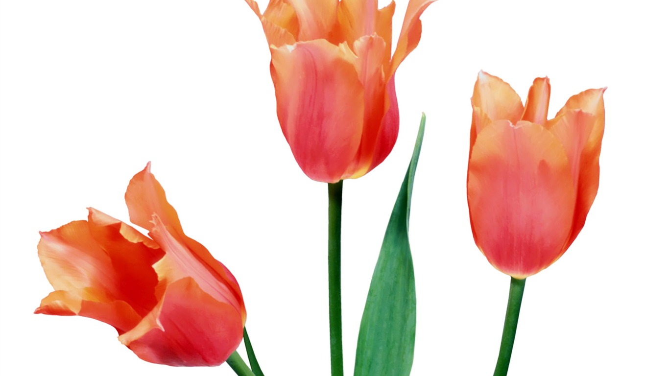 Tulip wallpaper album (1) #5 - 1366x768