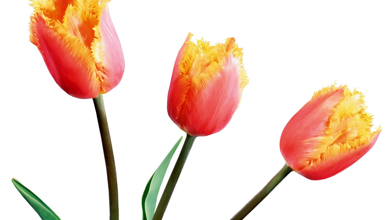 Tulip wallpaper album (1) #6 - 1366x768