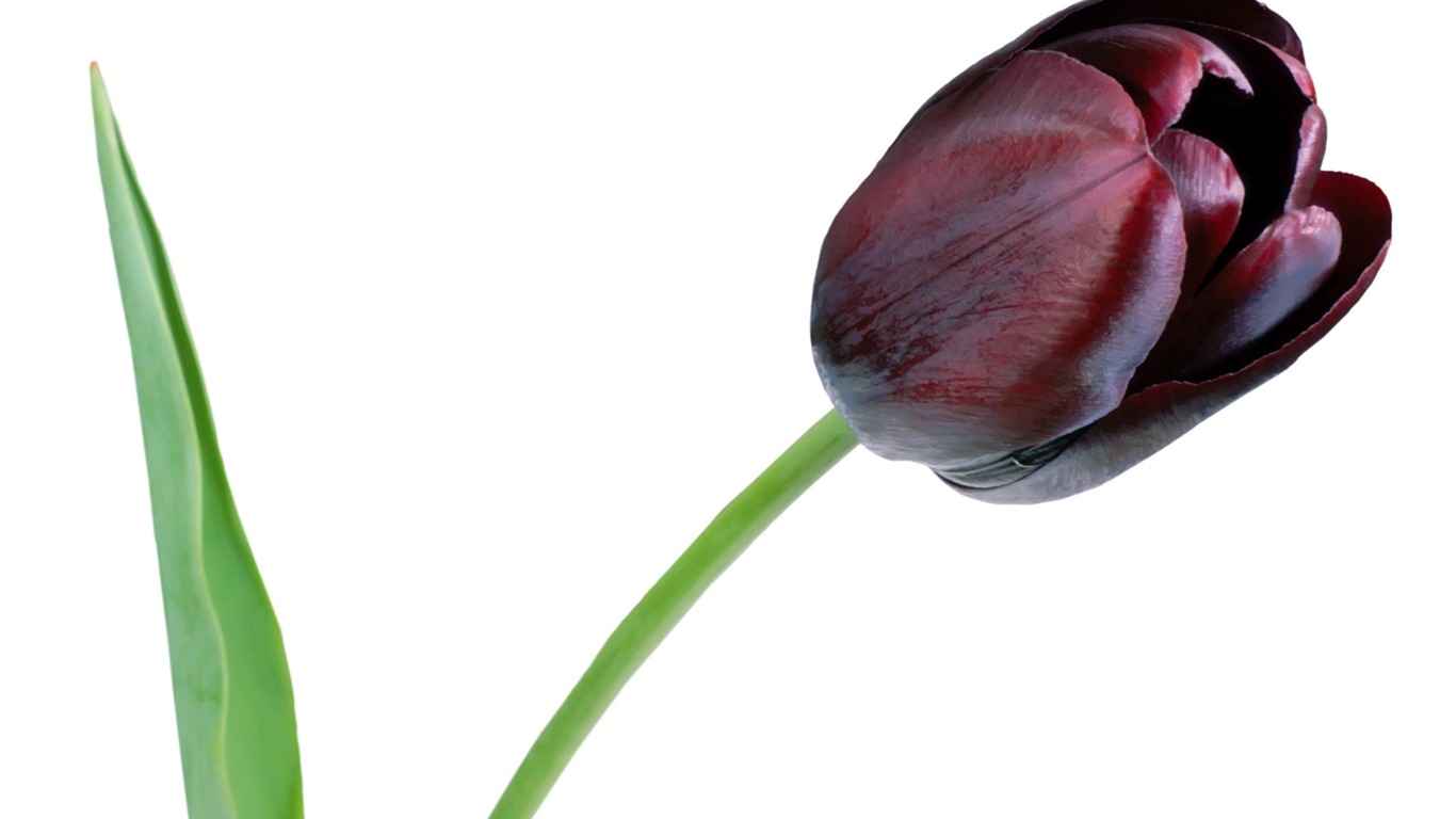 Tulip wallpaper album (1) #7 - 1366x768