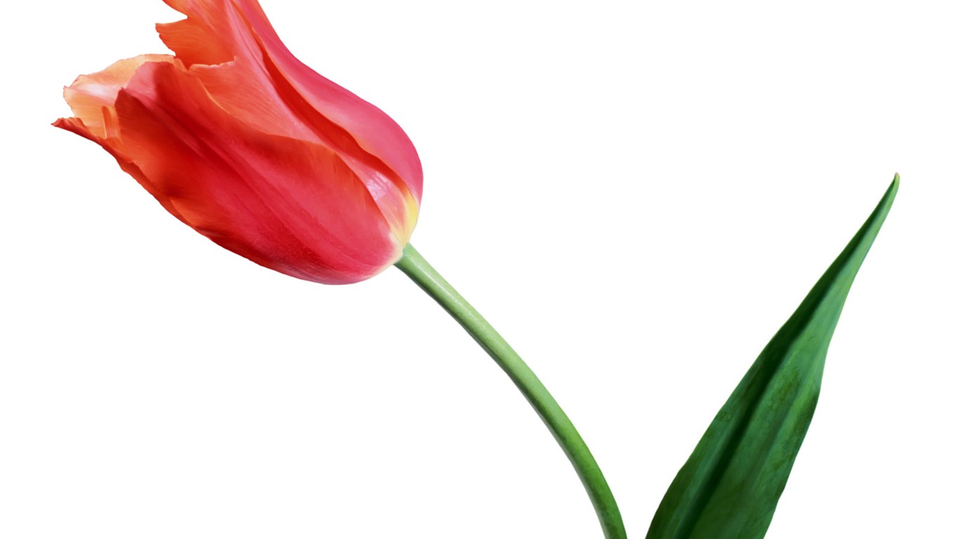 Tulip wallpaper album (1) #8 - 1366x768