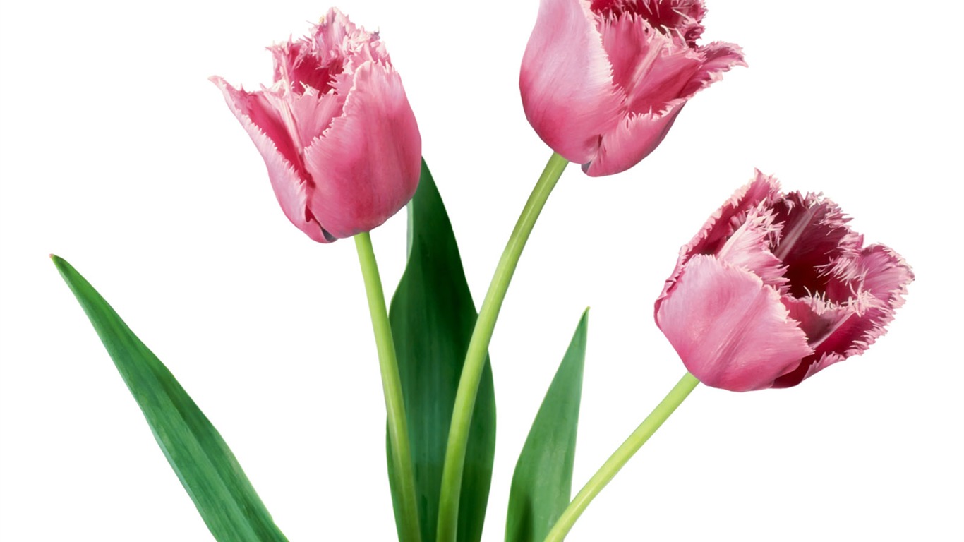 Tulip wallpaper album (1) #9 - 1366x768