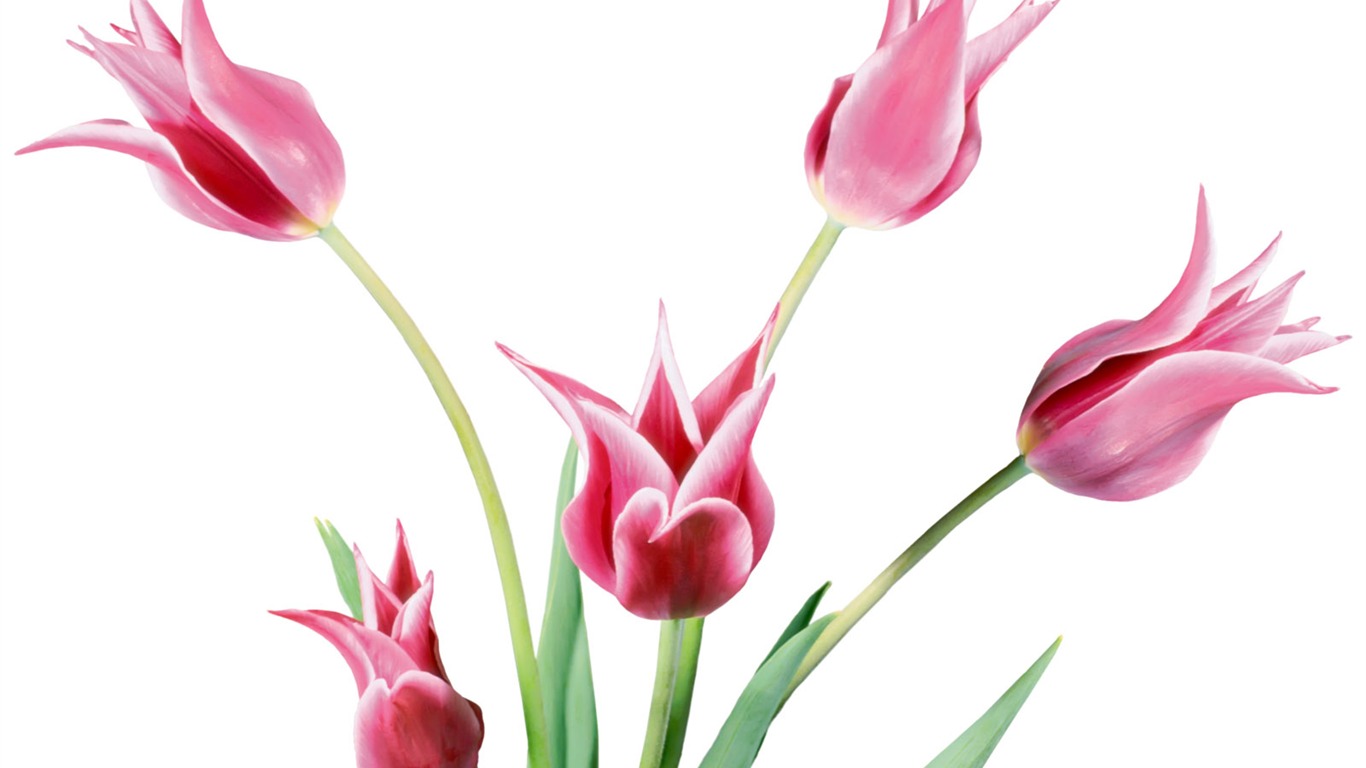 Tulip wallpaper album (1) #10 - 1366x768