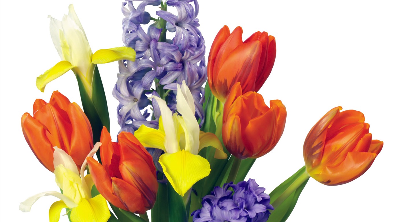 Tulip tapety album (1) #11 - 1366x768