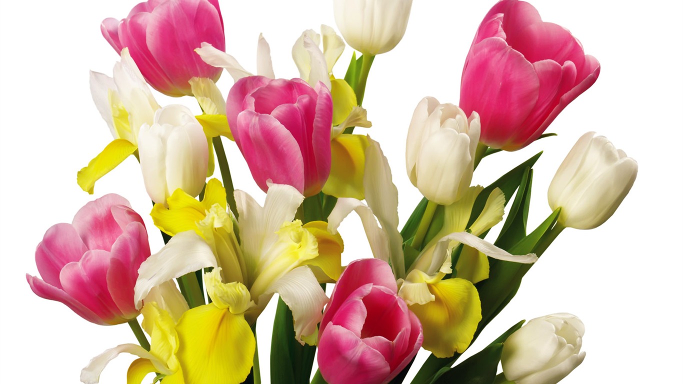 Tulip wallpaper album (1) #12 - 1366x768