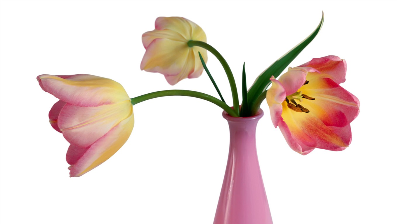 Tulip wallpaper album (1) #14 - 1366x768