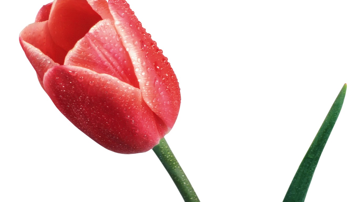 Tulip tapety album (1) #17 - 1366x768