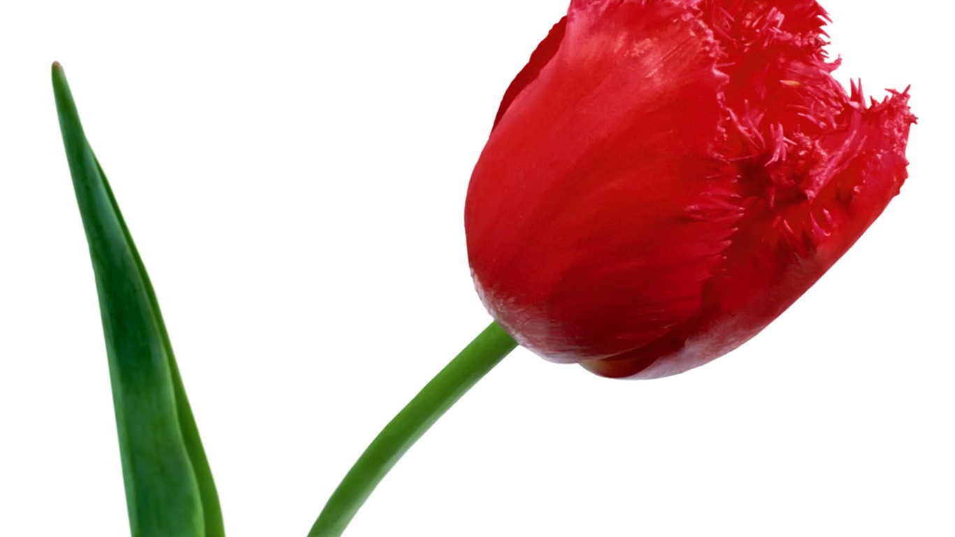 Tulip tapety album (1) #18 - 1366x768