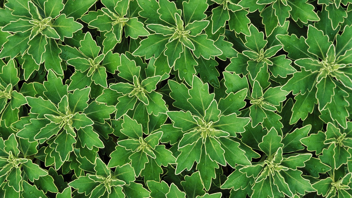 寬屏鮮花特寫 壁紙(12) #2 - 1366x768