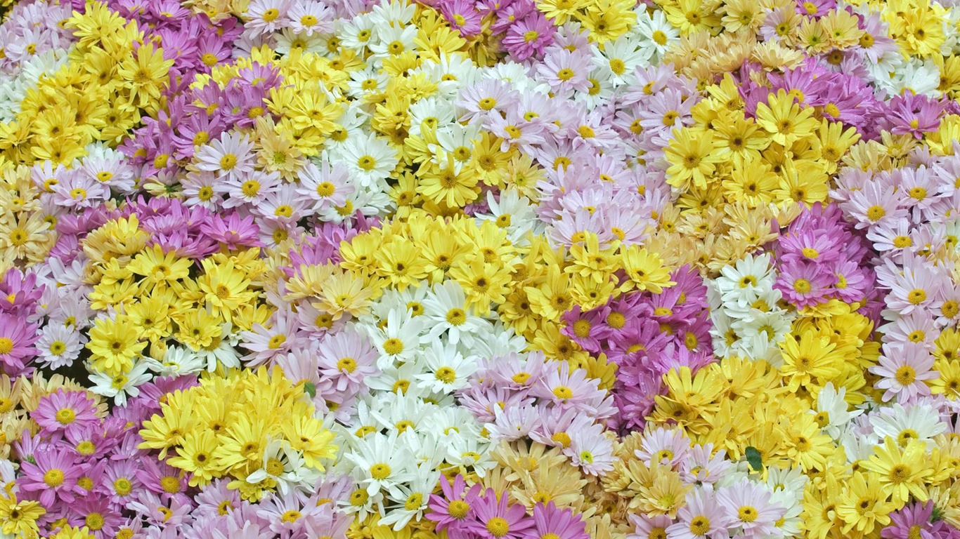 와이드 스크린 벽지의 꽃 가까이에서 (12)까지 #6 - 1366x768
