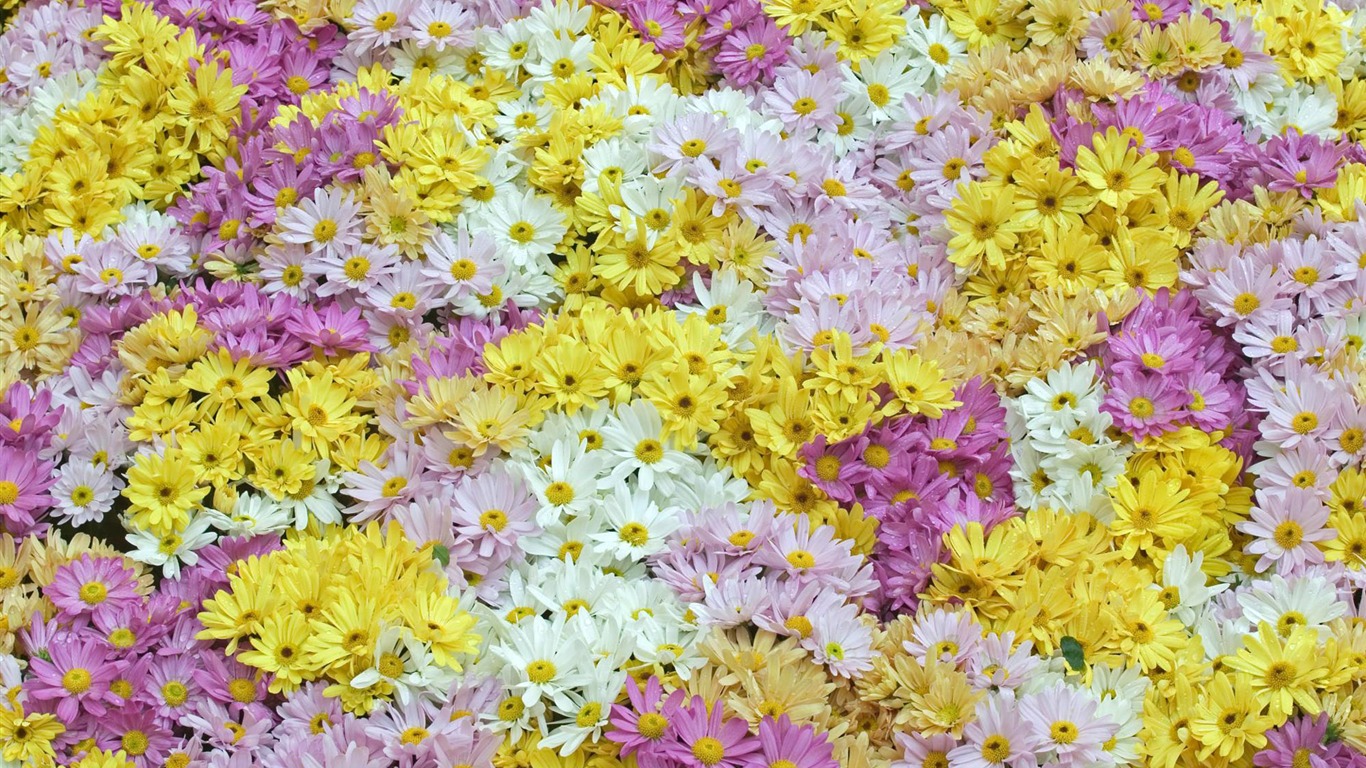 寬屏鮮花特寫 壁紙(12) #6 - 1366x768