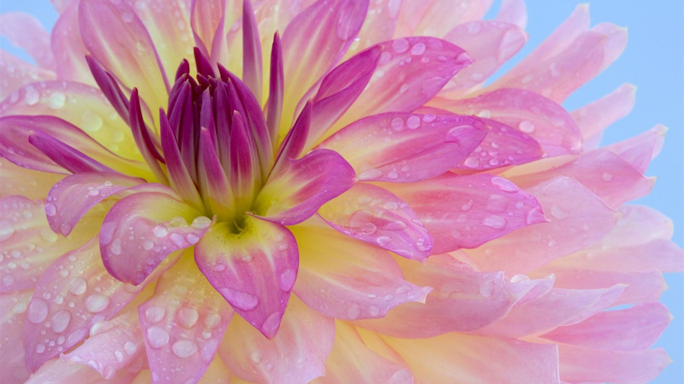 Widescreen wallpaper flowers close-up (12) #13 - 1366x768