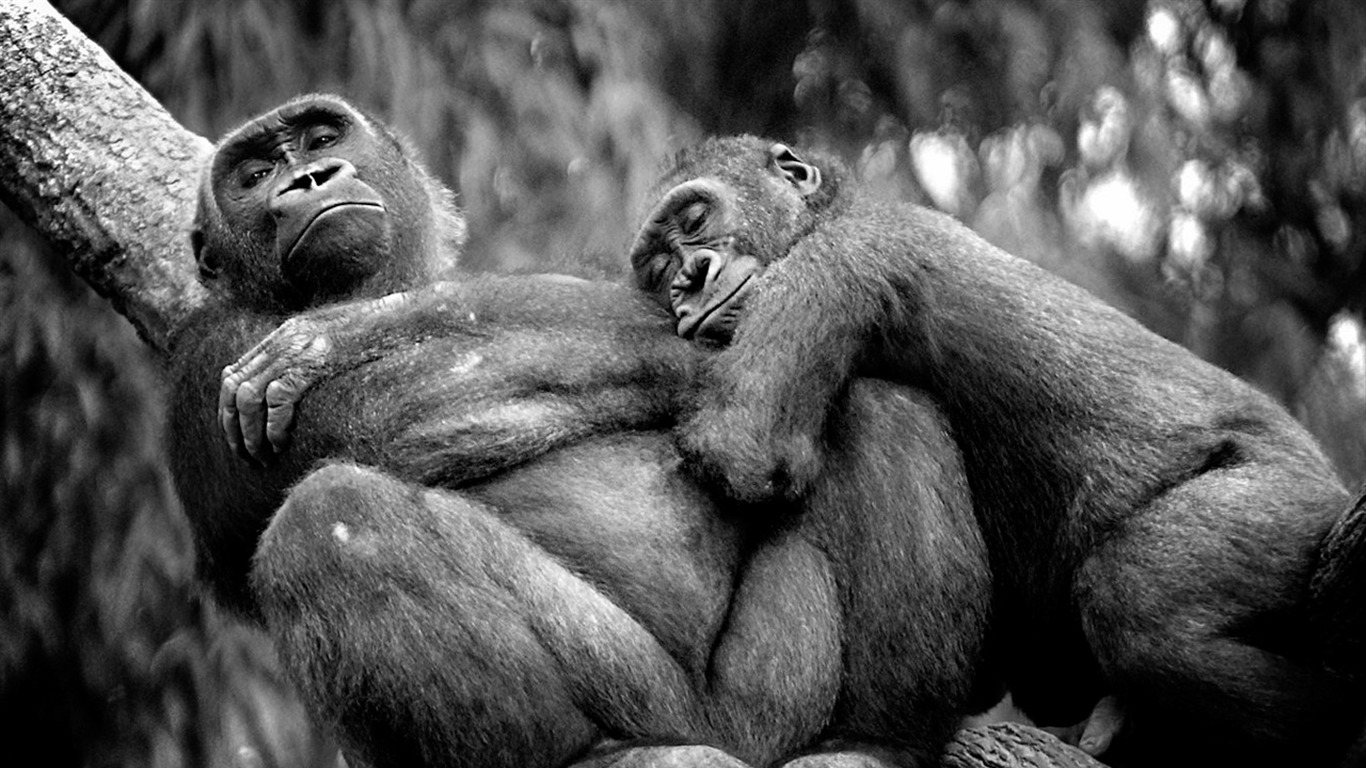 國家地理 動物壁紙專輯(七) #2 - 1366x768