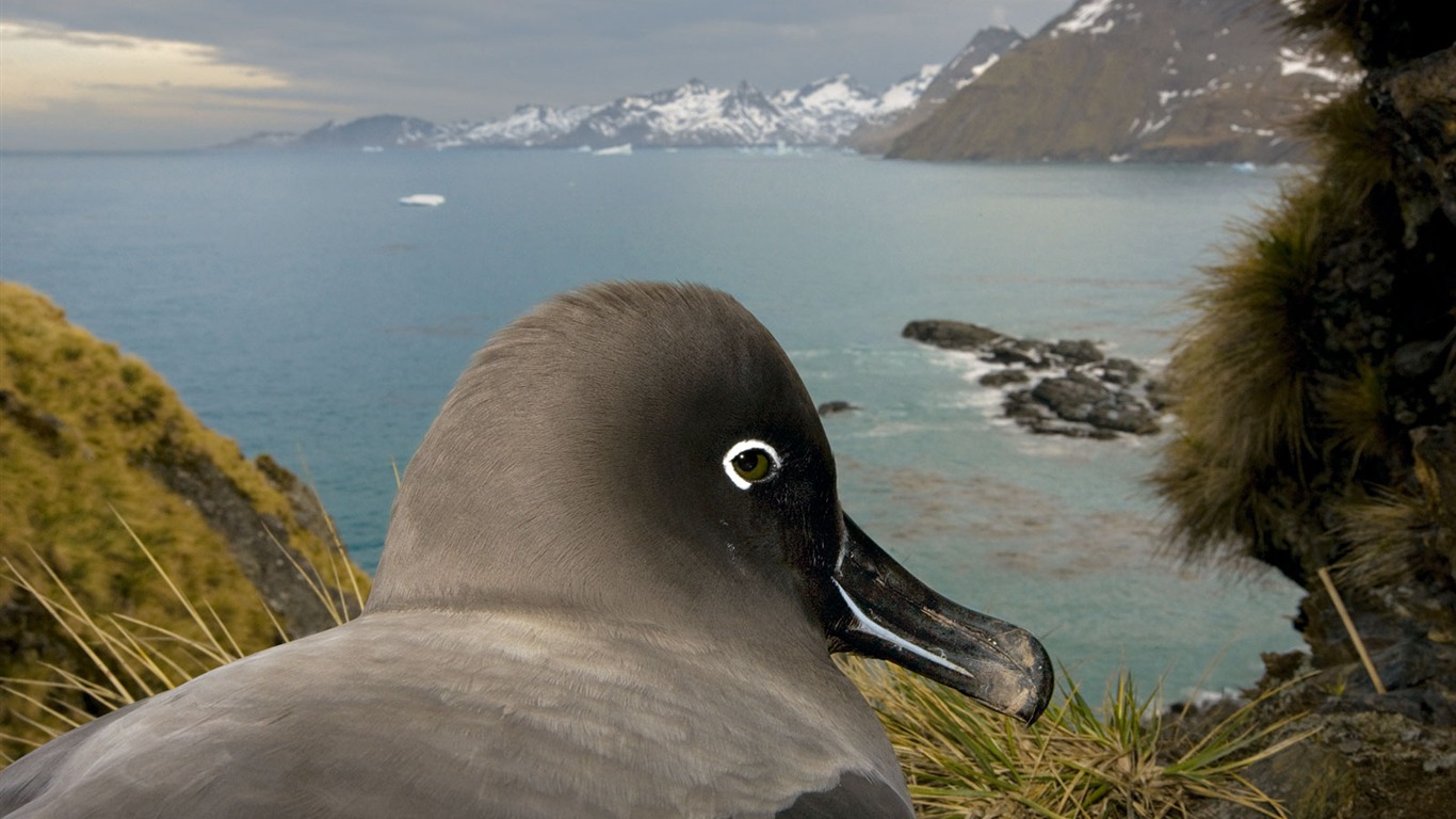 Nacional Geographic animales fondos de escritorio de disco (7) #5 - 1366x768