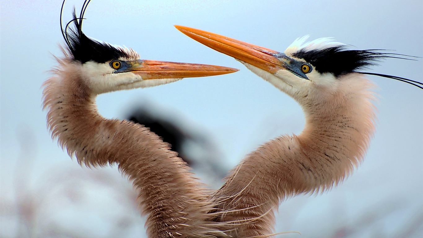 National Geographic Tier Wallpaper Album (7) #7 - 1366x768